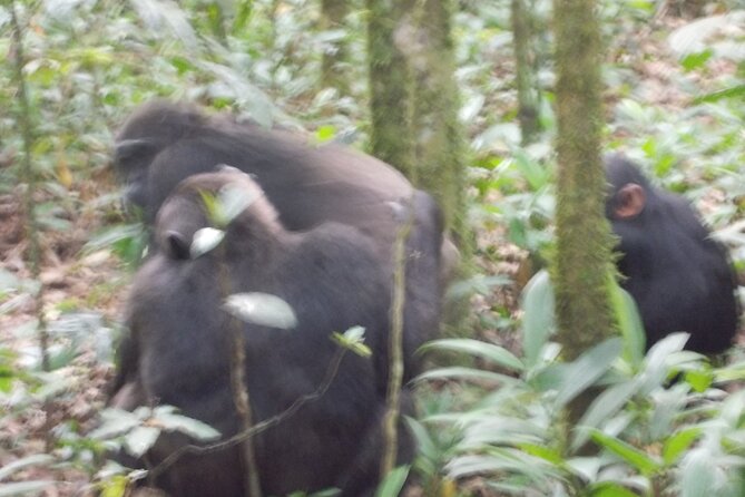 4 Days Gorilla and Chimps Trek Safari