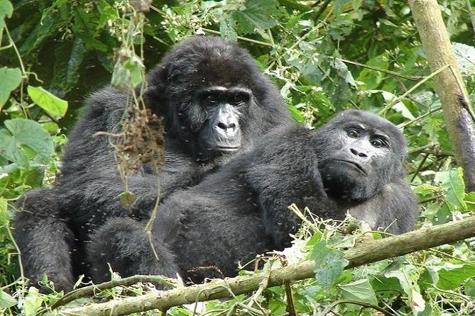 4 Days Gorilla Experience Uganda
