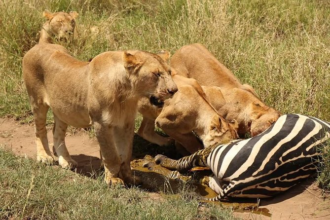 4 Days Joined Group Safari Serengeti,Ngorongoro and Tarangire National Parks - Itinerary Overview
