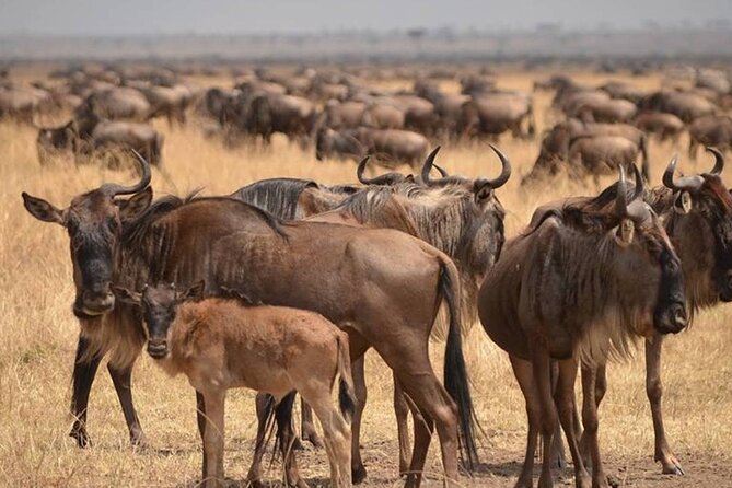4 Days Lodges Serengeti, Ngorongoro Crater & Visiting Maasai