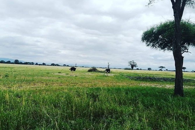 4 Days Luxury Lodge Safari Tour Tanzania