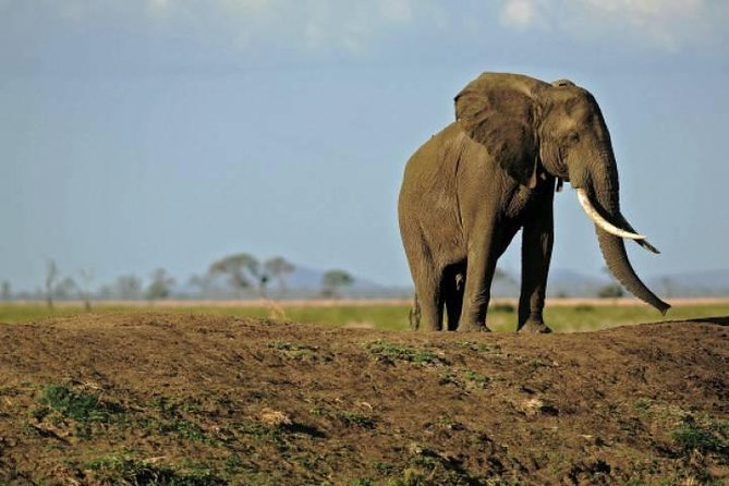 4 Days Mikumi & Udzungwa National Parks Safari