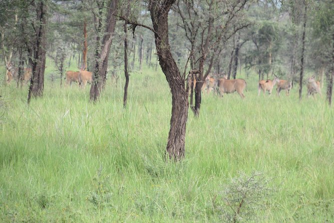 4 Days Sipi Falls and Pian-Upe Wildlife Safari