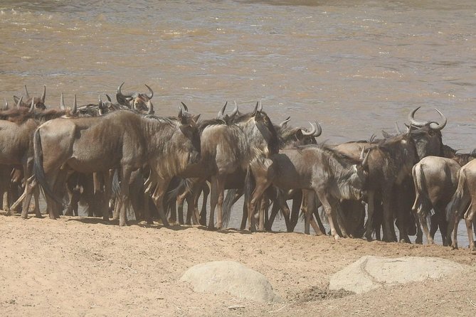 4 Days Tanzania Budget Safari - Safari Overview