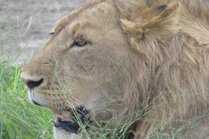 4 Days Tanzania Private Safari | Serengeti , Ngorongoro & Tarangire Safari