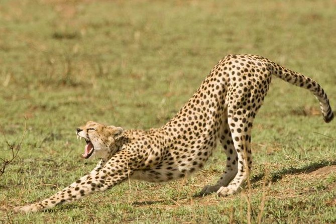4 Days Tanzania Safari- Lake Manyara NP, Serengeti Np and Ngorongoro Crater