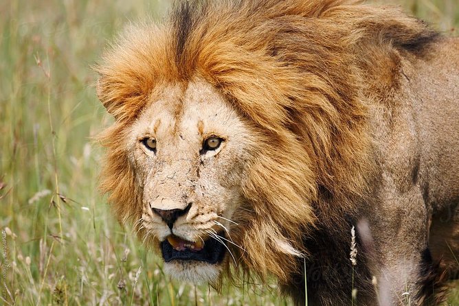 4 Days Tanzania Safaris To Tarangire, Serengeti And Ngorongoro Big 5 Safaris