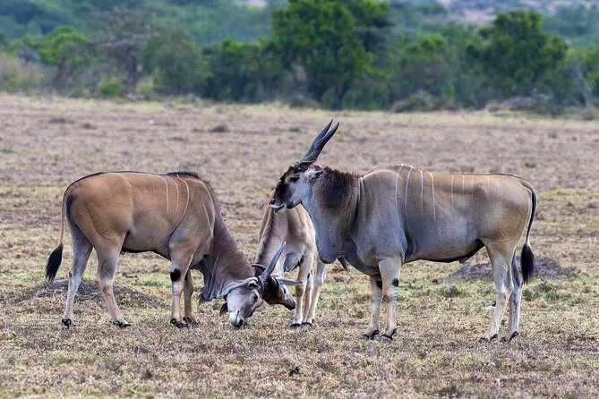 4 Days Wildebeest Lake Nakuru Masai Mara Safari - Safari Overview