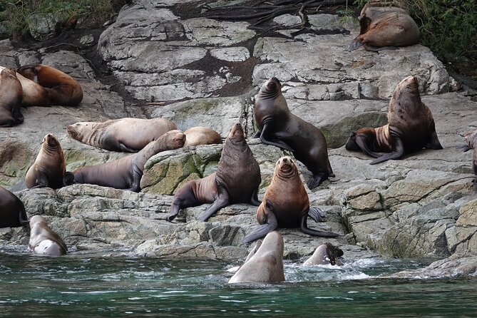 4 Hour Covered Boat Whale and Wildlife Tour - Tour Overview
