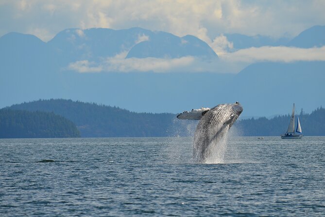 4 Hour Zodiac Whale and Wildlife Tour - Tour Highlights