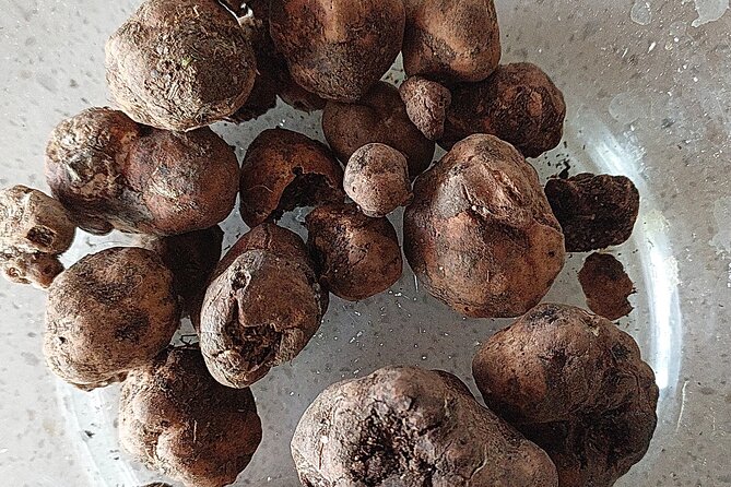 4 Hours Truffle Hunt With Pasta Cooking Course and Lunch