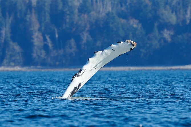 4 Hr Into the Wild Whales & Wildlife Adventure - Overview of the Adventure