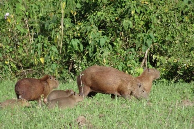 5-Day Bolivian Amazon Pampas Adventure From La Paz