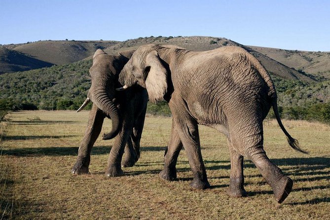 5 Day Cape to Addo Safari - Garden Route Small Group Tour - Tour Overview and Highlights