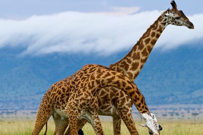 5 Day Garden Route Small Group Tour Fr CapeTown – Departs Mondays