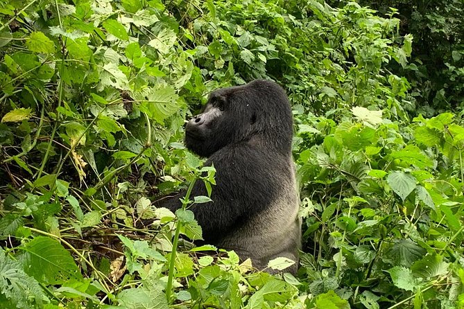 5 Day Gorillas, Wildlife and Kalinzu Forest Chimp Trek - Gorilla Tracking Experience