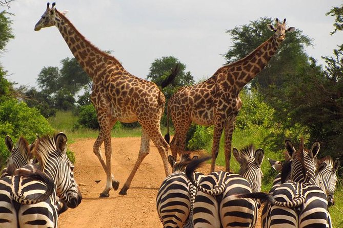 5 Day Mid Range Tanzania Safari - Itinerary Overview