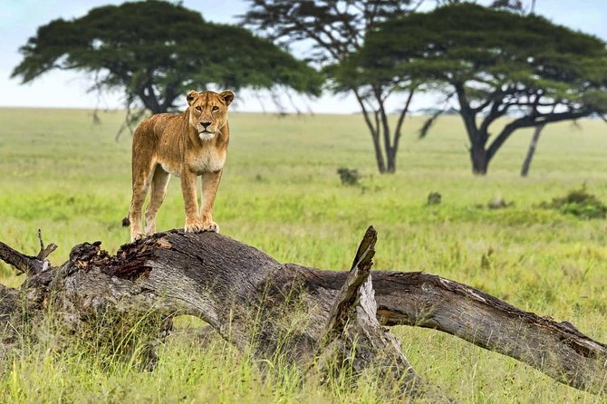5 Day Serena Luxury Tanzania Safari