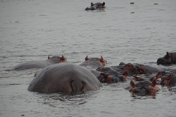 5 Days Gorillas and Lion Tour in Uganda