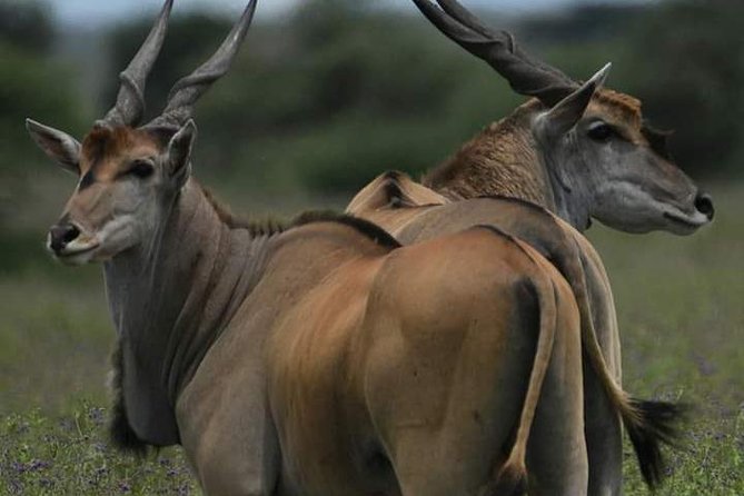 5 Days Into the Heart of Serengeti (Serengeti, Ngorongoro, Lake Manyara)