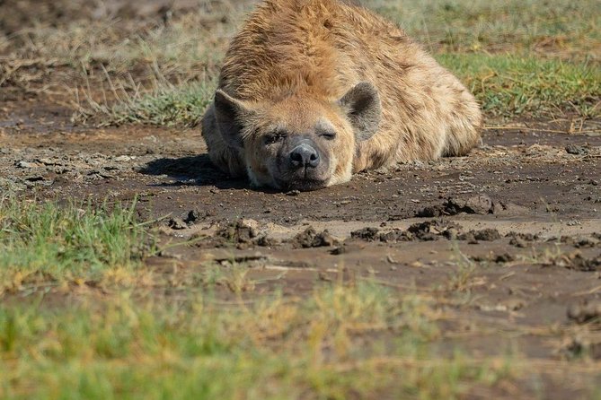 5 Days Luxury Lodge Safari Tour Tanzania - Overview of the Safari Tour