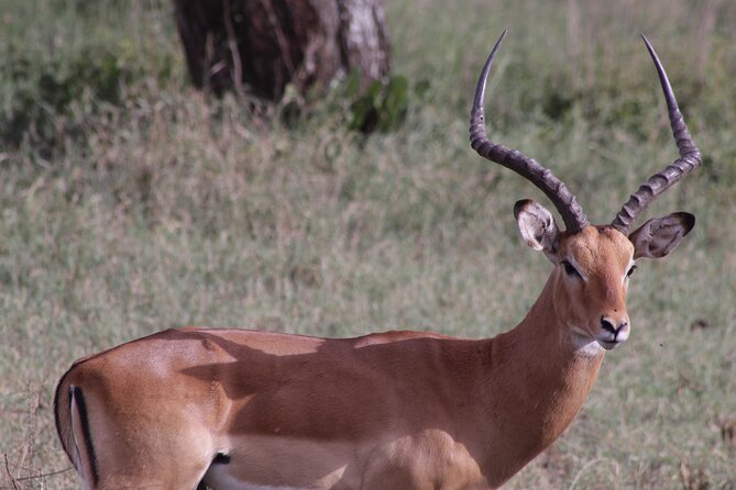 5-Days Private Tanzania Safari Tour