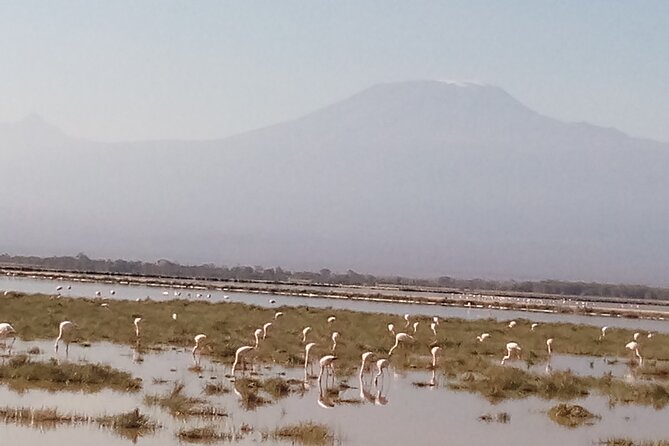 5 Days Safari to Amboseli N/P, Lake Naivasha, Maasai Mara N/R. - Safari Itinerary Overview