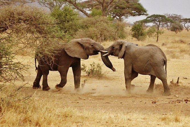 5 Days Serengeti Wildebeest Migration Safari