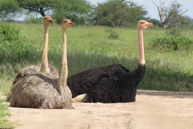 5 Days Tanzania Private Group Safari