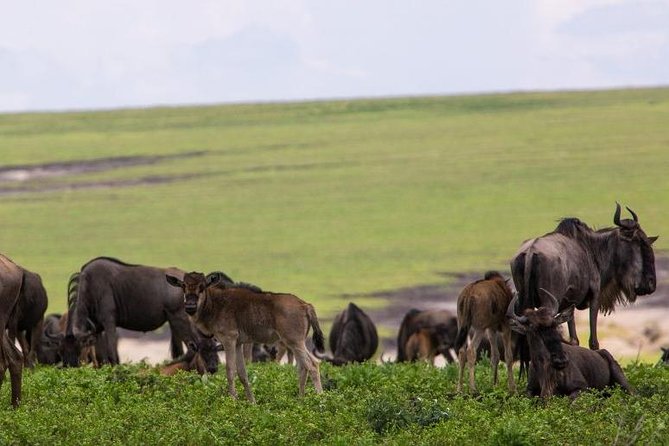 5 Days Tarangire,Serengeti,Ngorongoro&Manyara Camping Safari Tour Tanzania