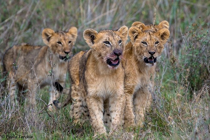 5 Hour Private Tour Nairobi National Park Or Evening Game Drive - Inclusions and Exclusions