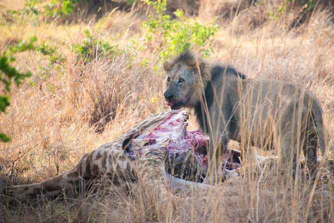 5 Hours Nairobi National Park Private Tour