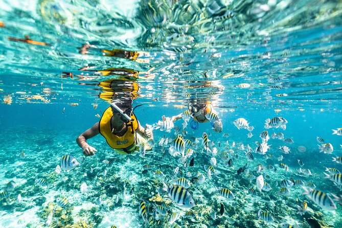 5-in-1 Cancun Adventure: Turtles, Reef, Musa, Shipwreck, Cenote