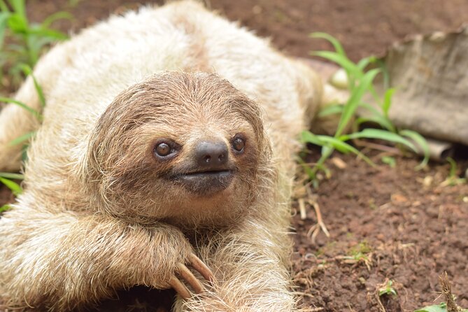 5 in 1 Sloth, Rainforest, Waterfalls, Hanging Bridges, Volcanic Activity Tour.
