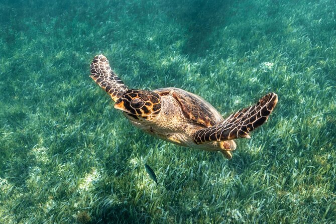 5 in 1 Snorkeling Boat Experience in Cancun