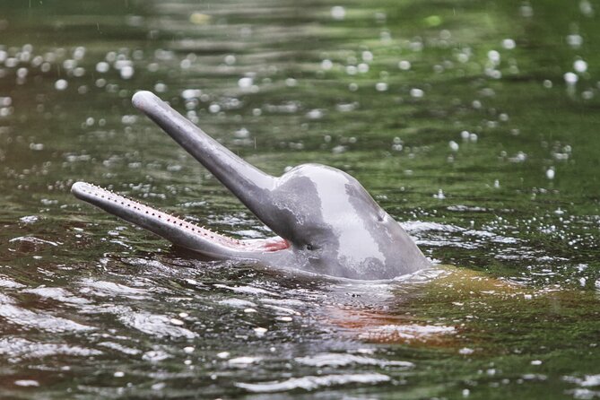 6-Day All Inclusive Guided Jungle Tour From Iquitos at Maniti Eco-Lodge