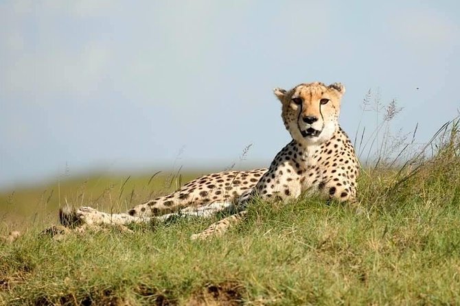6-Day Big Five Magic Safari Tour