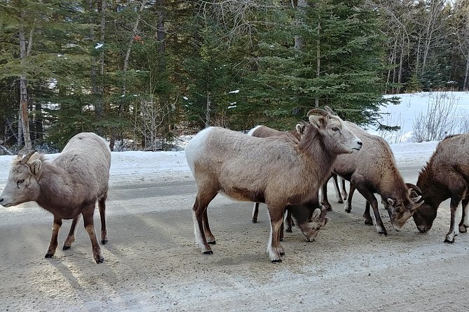 6 Day Canadian Rocky Mountains Explorer Private Tour