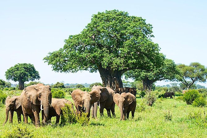 6 Day Group Camping Safari Tarangire Serengeti Ngorongoro Manyara