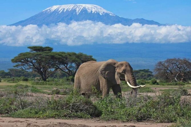 6-Day Kenya Safari to Masai Mara, Lake Nakuru and Amboseli