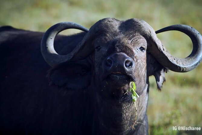 6-Day Samburu, Lake Nakuru, and Masai Mara Safari - Safari Overview