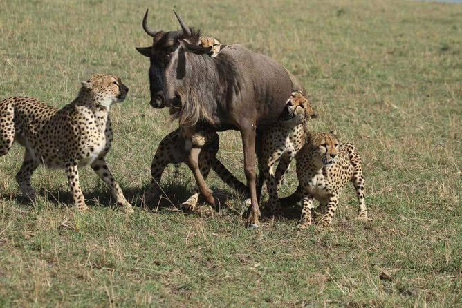6 Days Best of Kenya Safaris Maasai Mara-Lake Nakuru Amboseli National Park