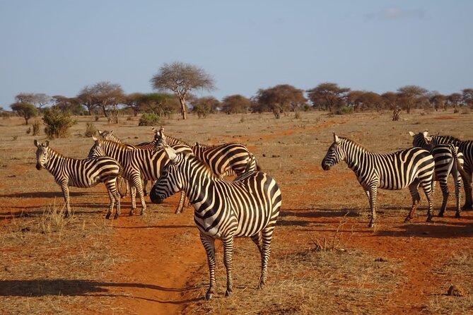 6 Days Kenya Masai Mara,Lake Nakuru & Amboseli Wildlife Safari