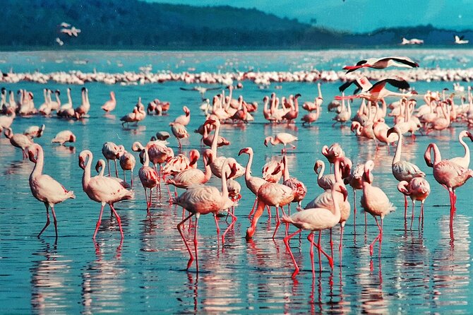 6-Days Masai Mara, Lake Nakuru and Amboseli Safari on Landcruiser