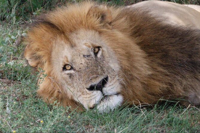 6 Days Serengeti Classic Safaris Odyssey in Tanzania - Serengeti National Park Exploration