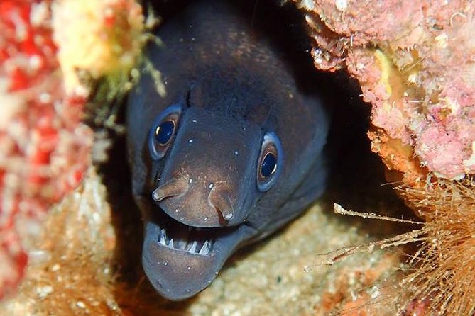 6 Diving Sites Scuba Diving Package in Gran Canaria