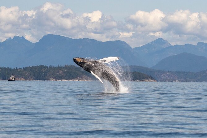 6 Hour Whale Watching Tour With Lunch Included