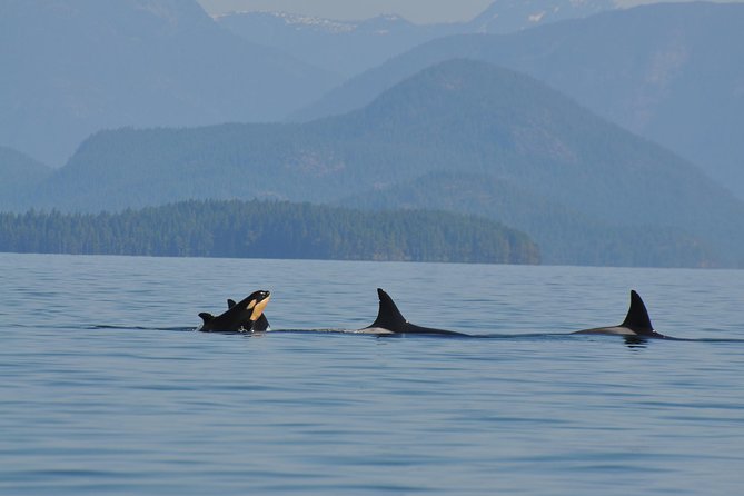 6 Hour Zodiac Whale Watching Tour