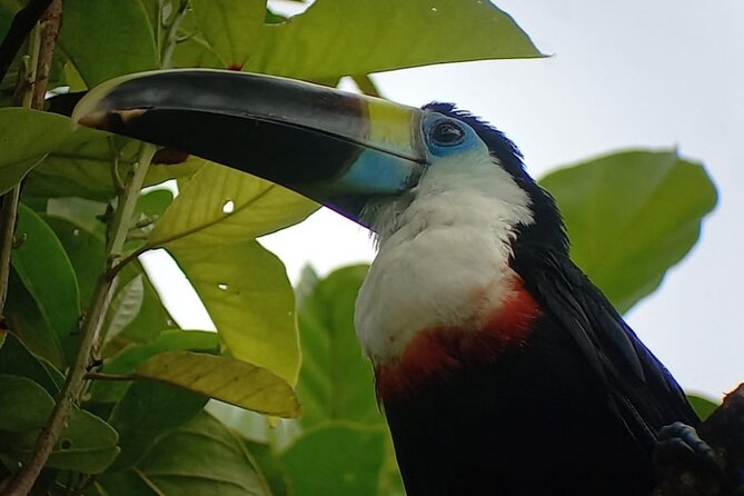7 Days and 6 Nights Private Tour Manu National Park in Cusco - Manu National Park Highlights