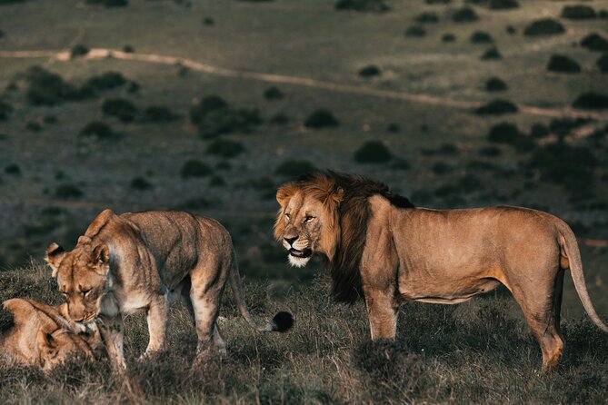 7 Days Best of Kenya Wildlife Safari - Itinerary Highlights